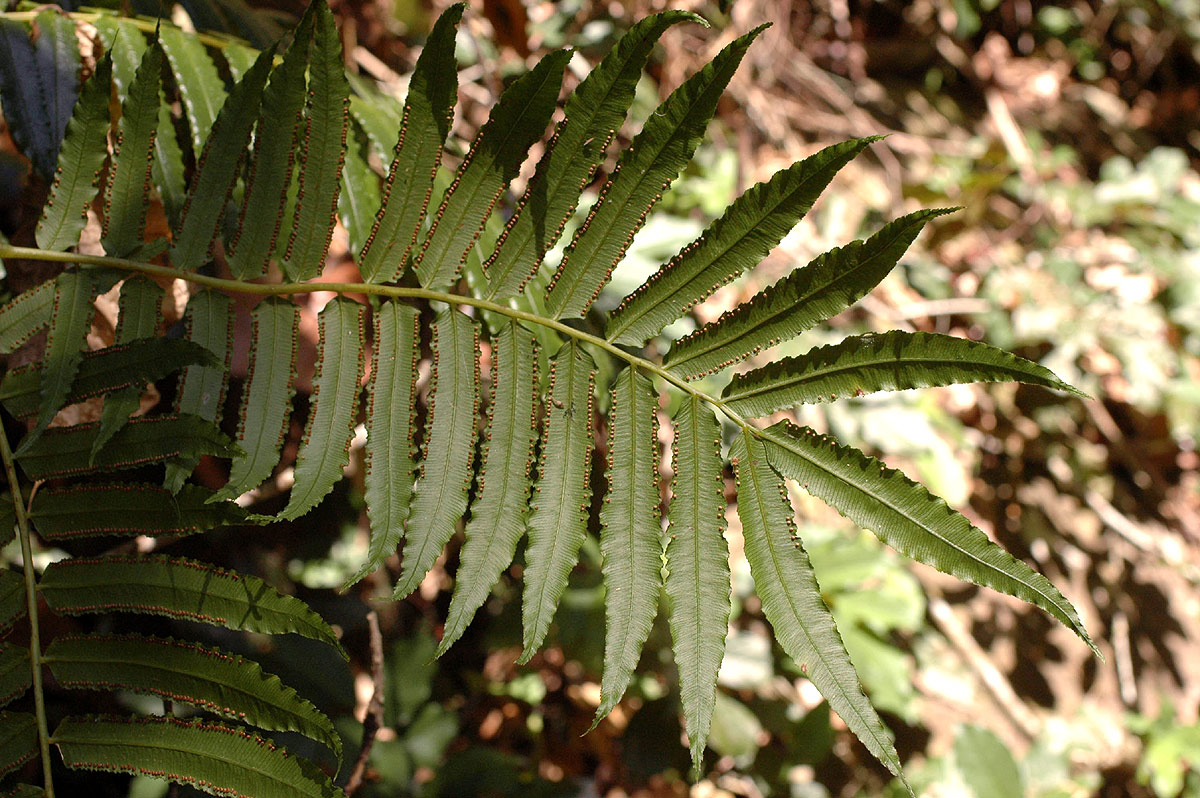 Ptisana salicifolia