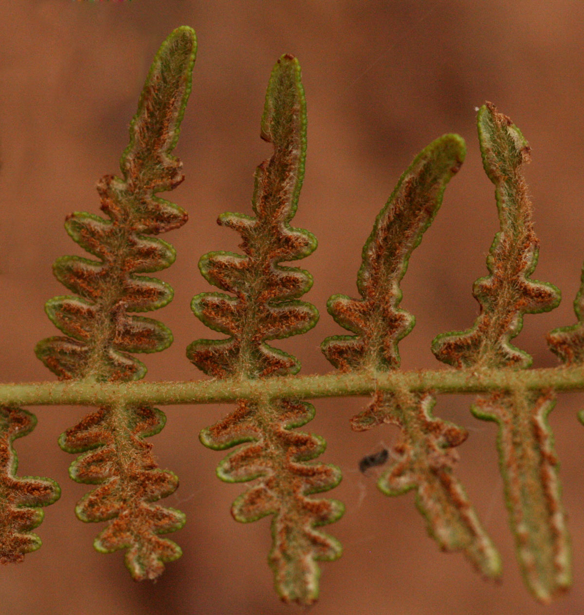 Pteridium aquilinum subsp. capense