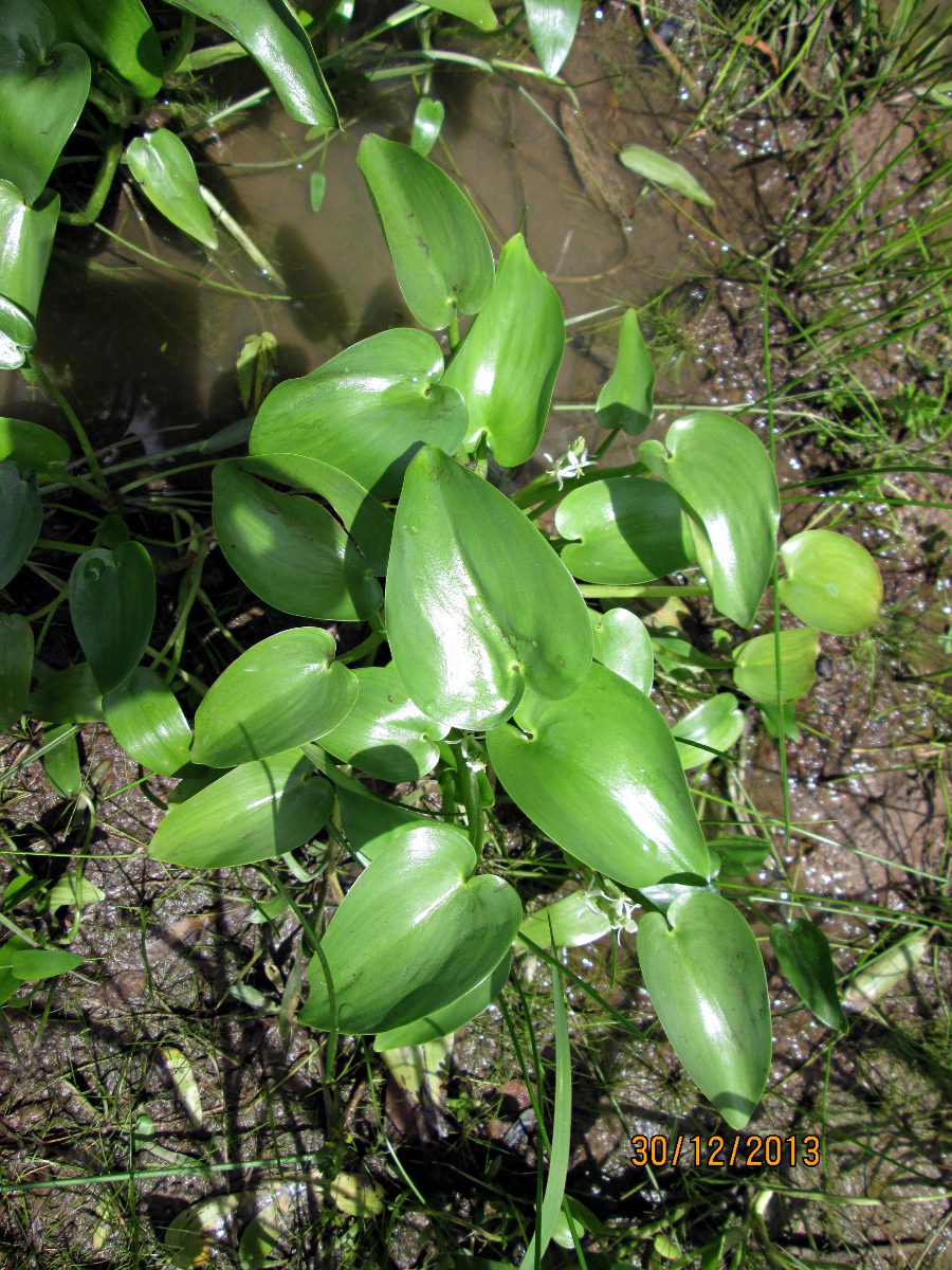 Heteranthera callifolia