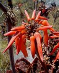 Aloe collina