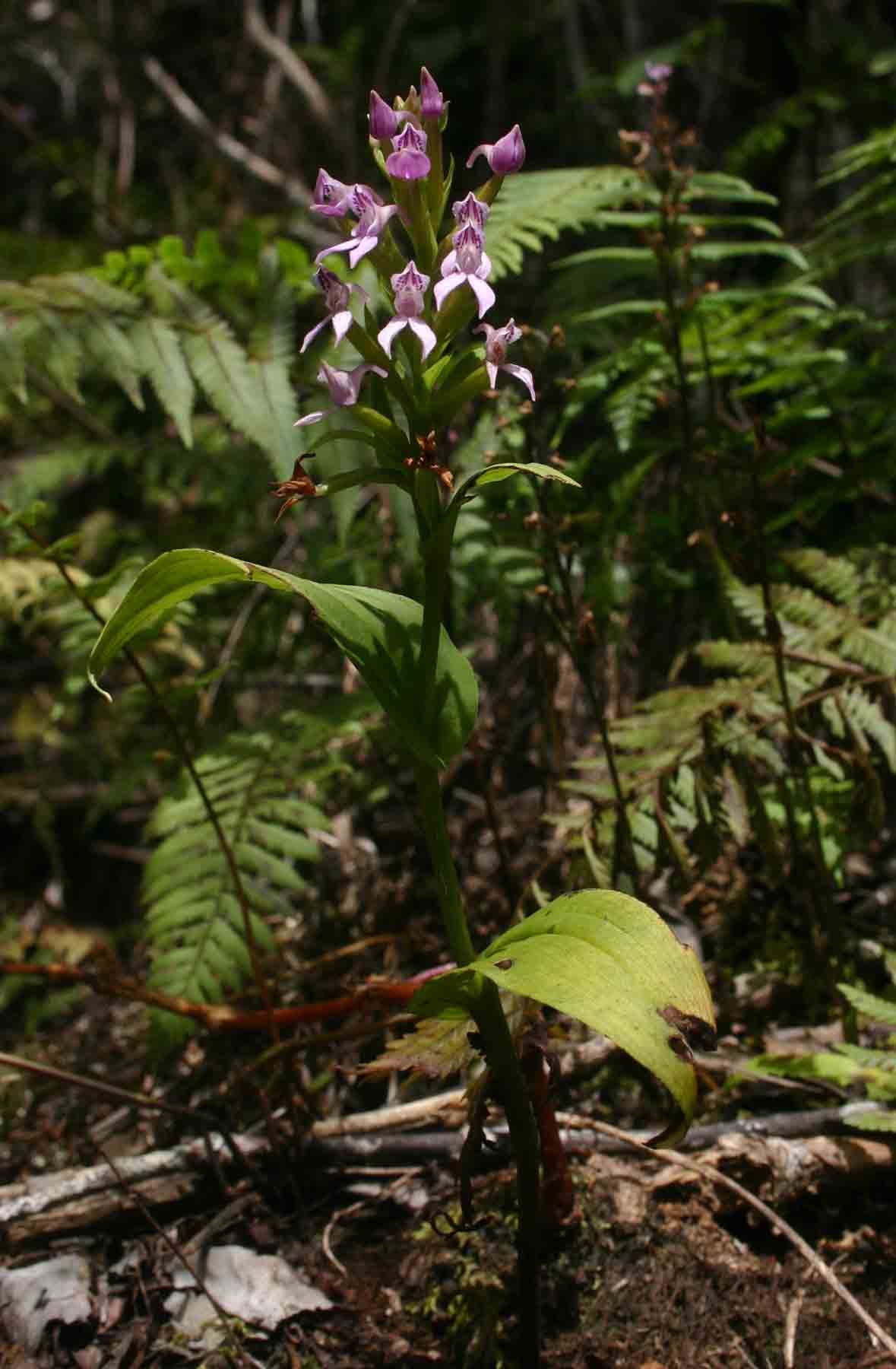 Brownleea maculata