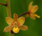 Eulophia parviflora