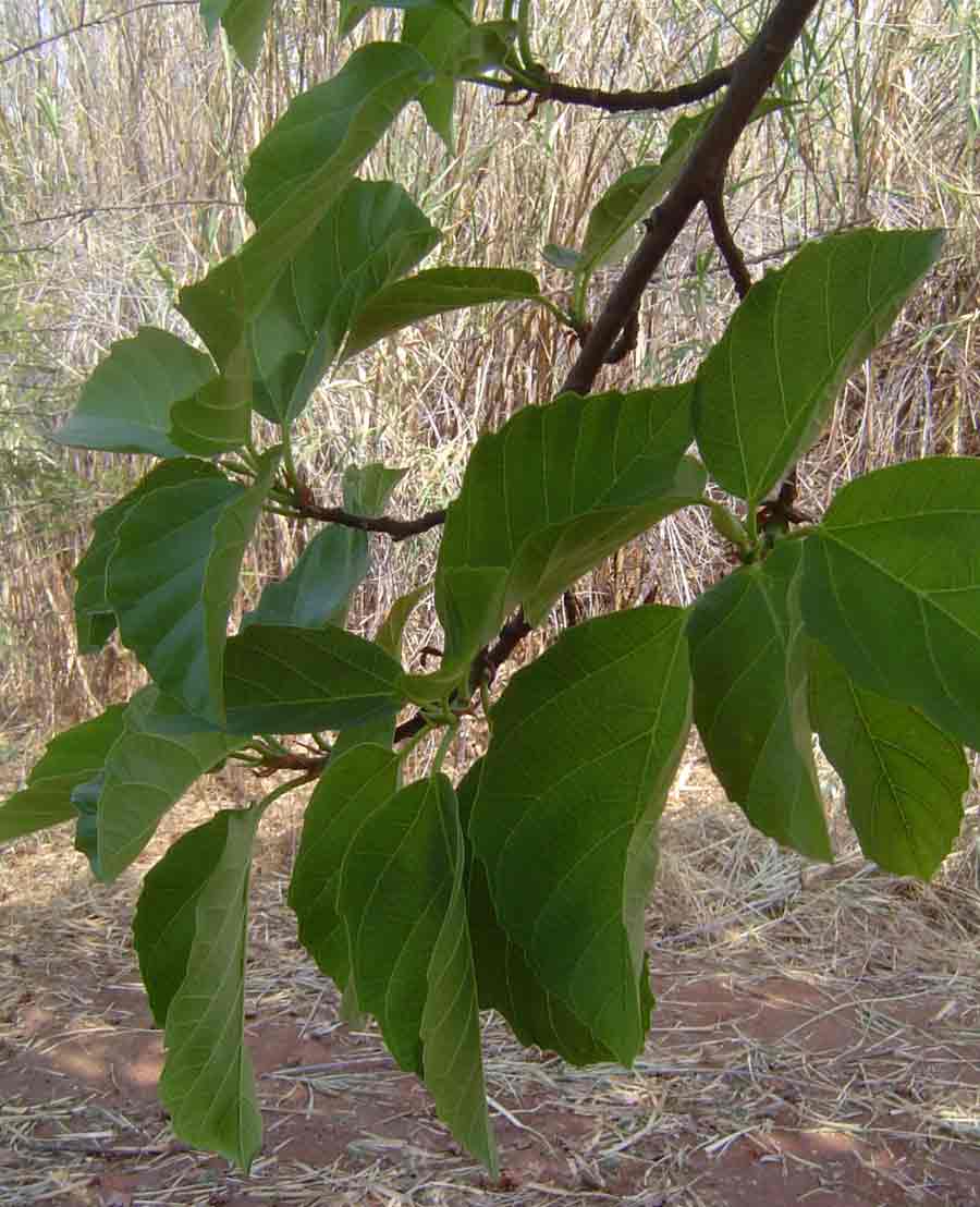 Ficus sur