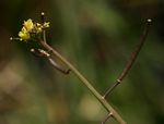 Rorippa nudiuscula subsp. serrata