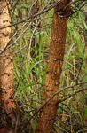 Acacia goetzei subsp. goetzei