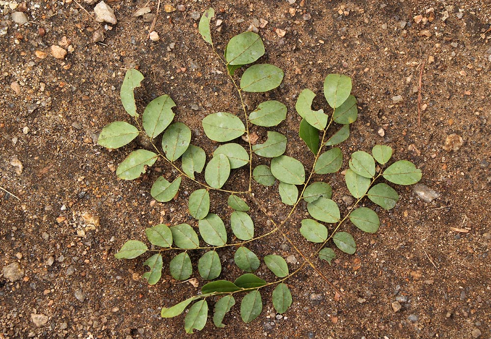 Erythrophleum africanum