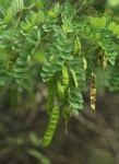 Calpurnia aurea subsp. aurea