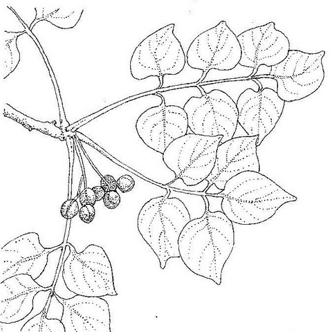 Commiphora mossambicensis