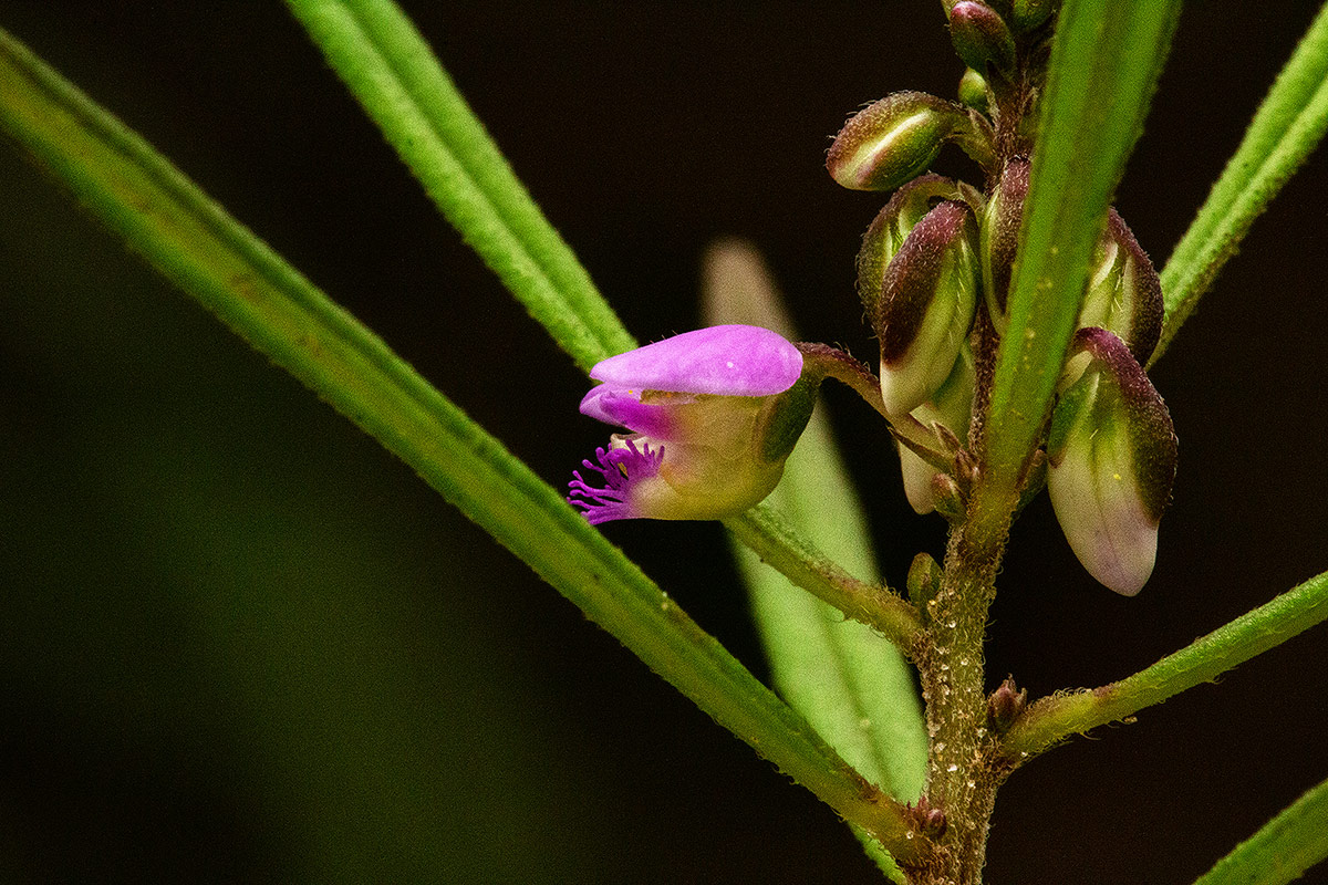 Polygala albida subsp. stanleyana