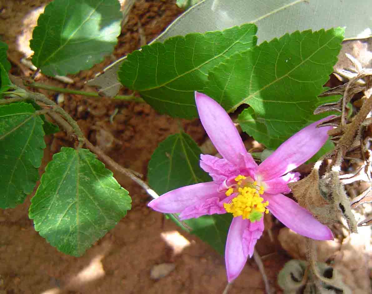 grewia occidentalis