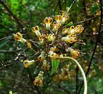 Riocreuxia polyantha