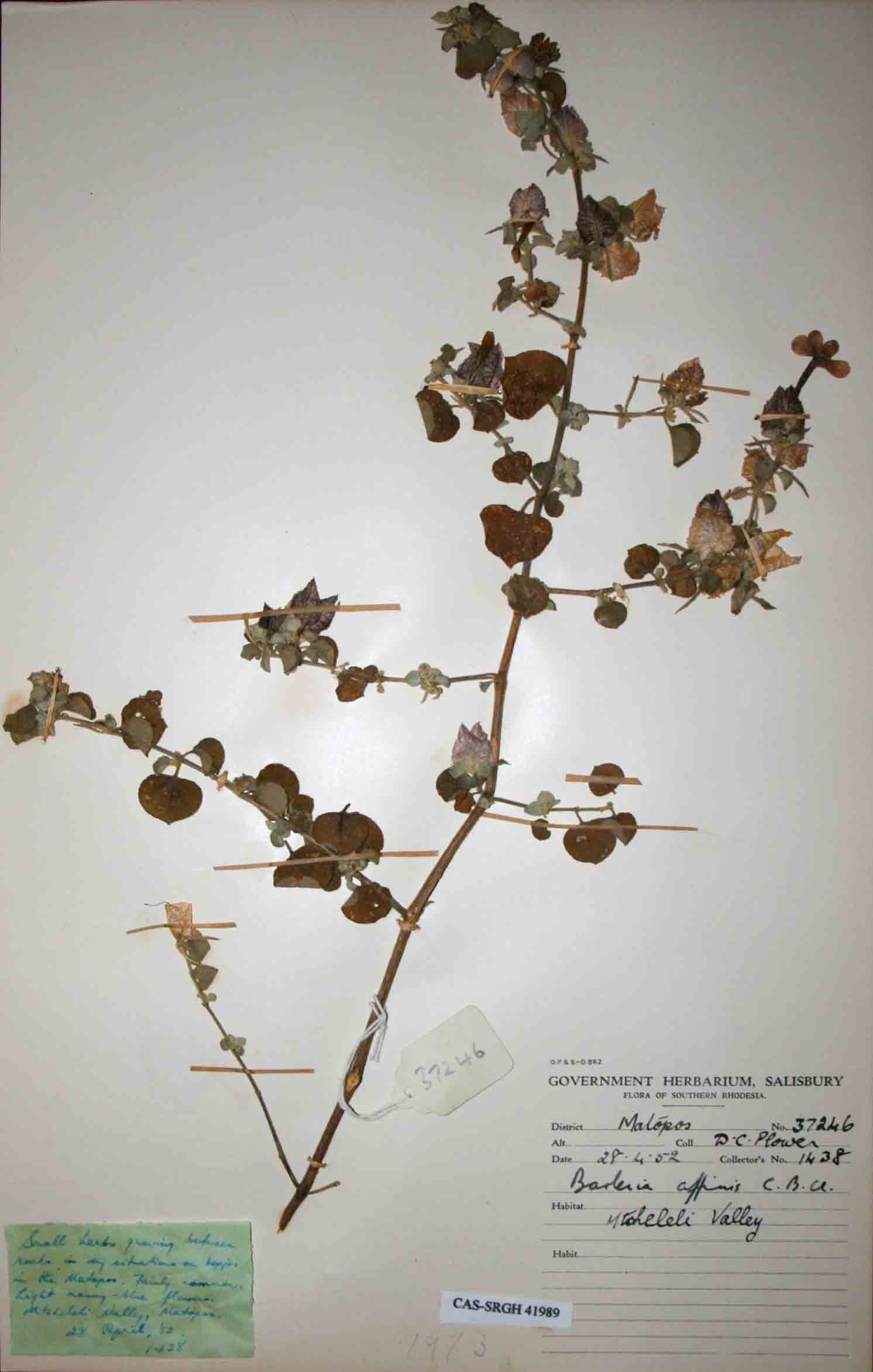 Barleria affinis subsp. affinis