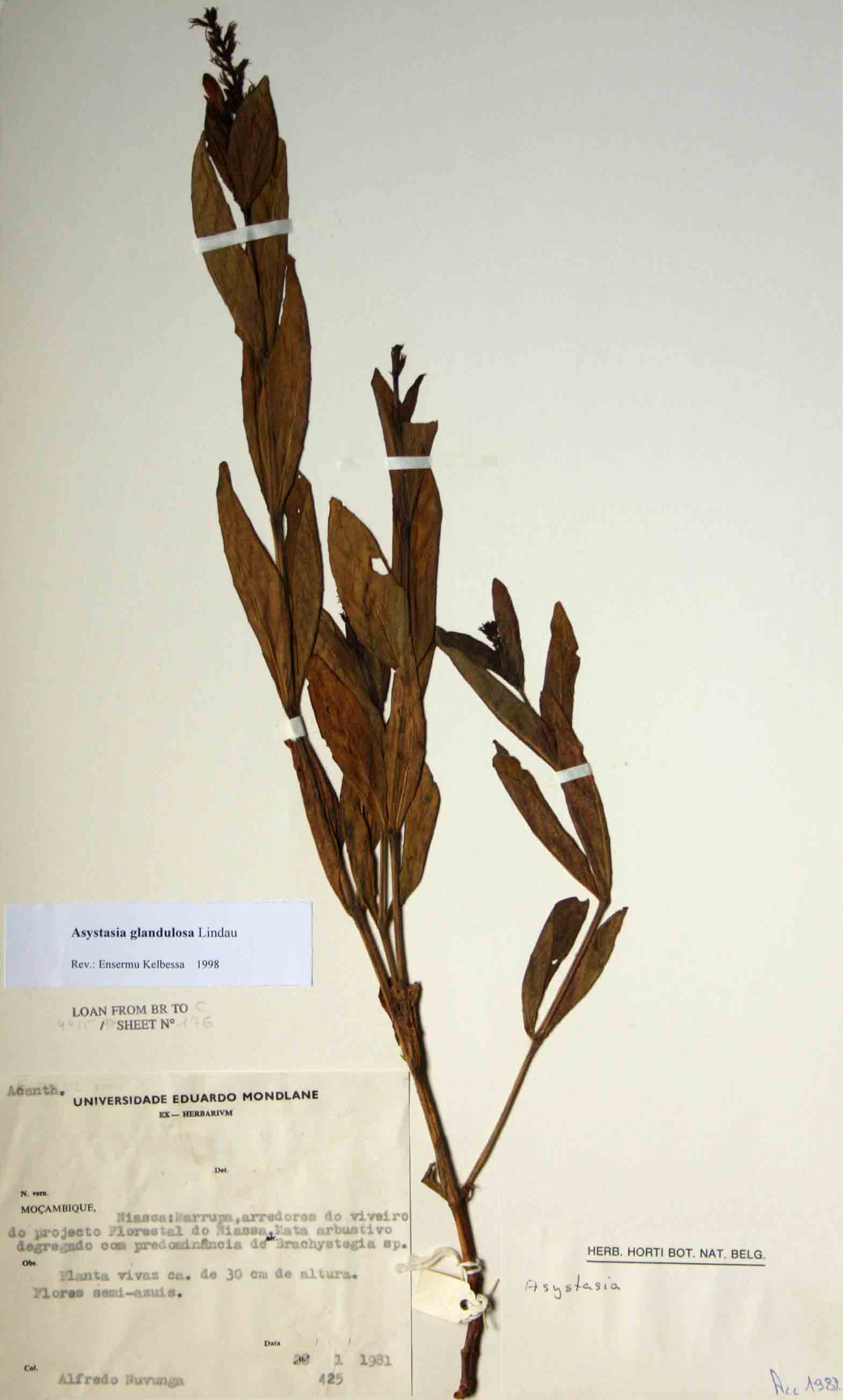 Asystasia glandulosa