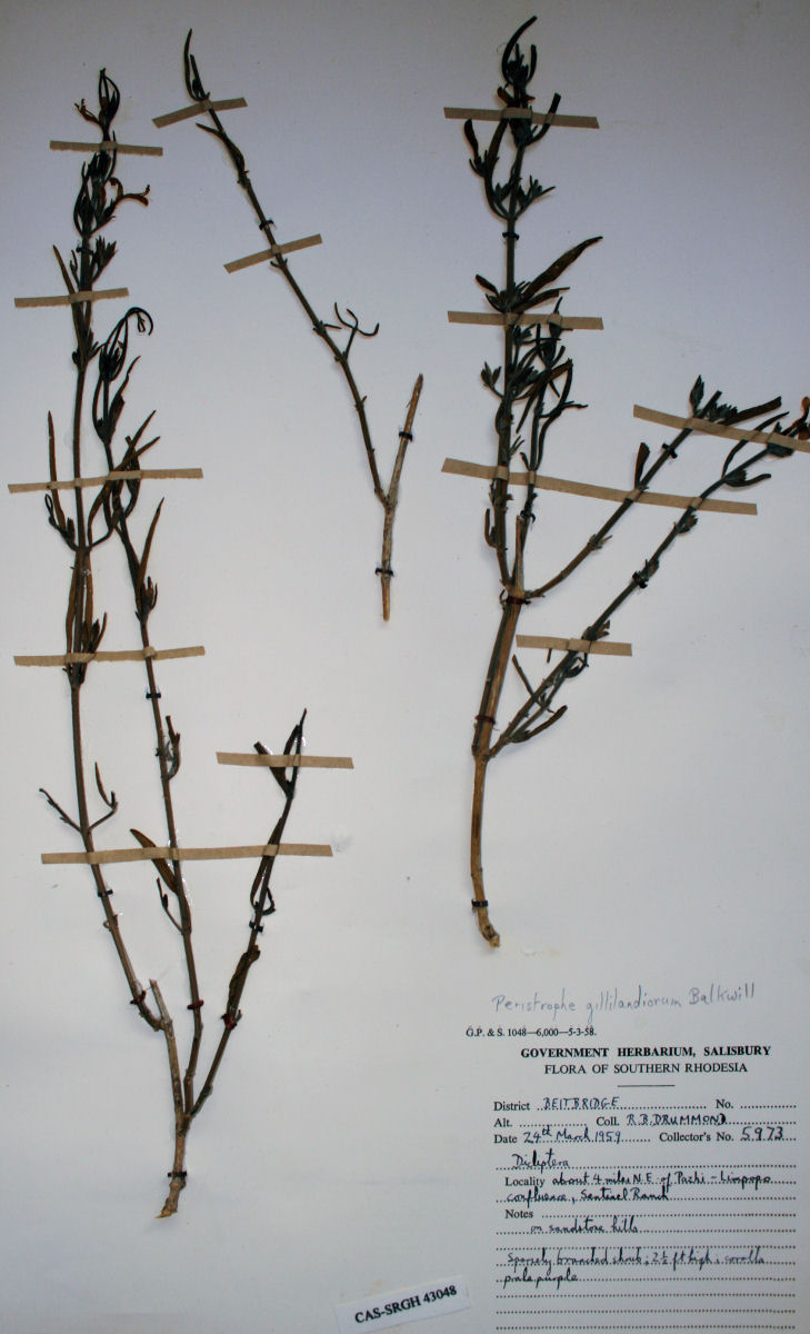 Dicliptera gillilandiorum