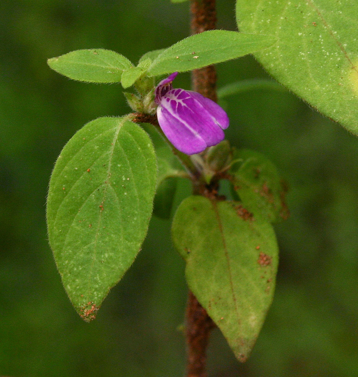 Justicia heterocarpa subsp. dinteri