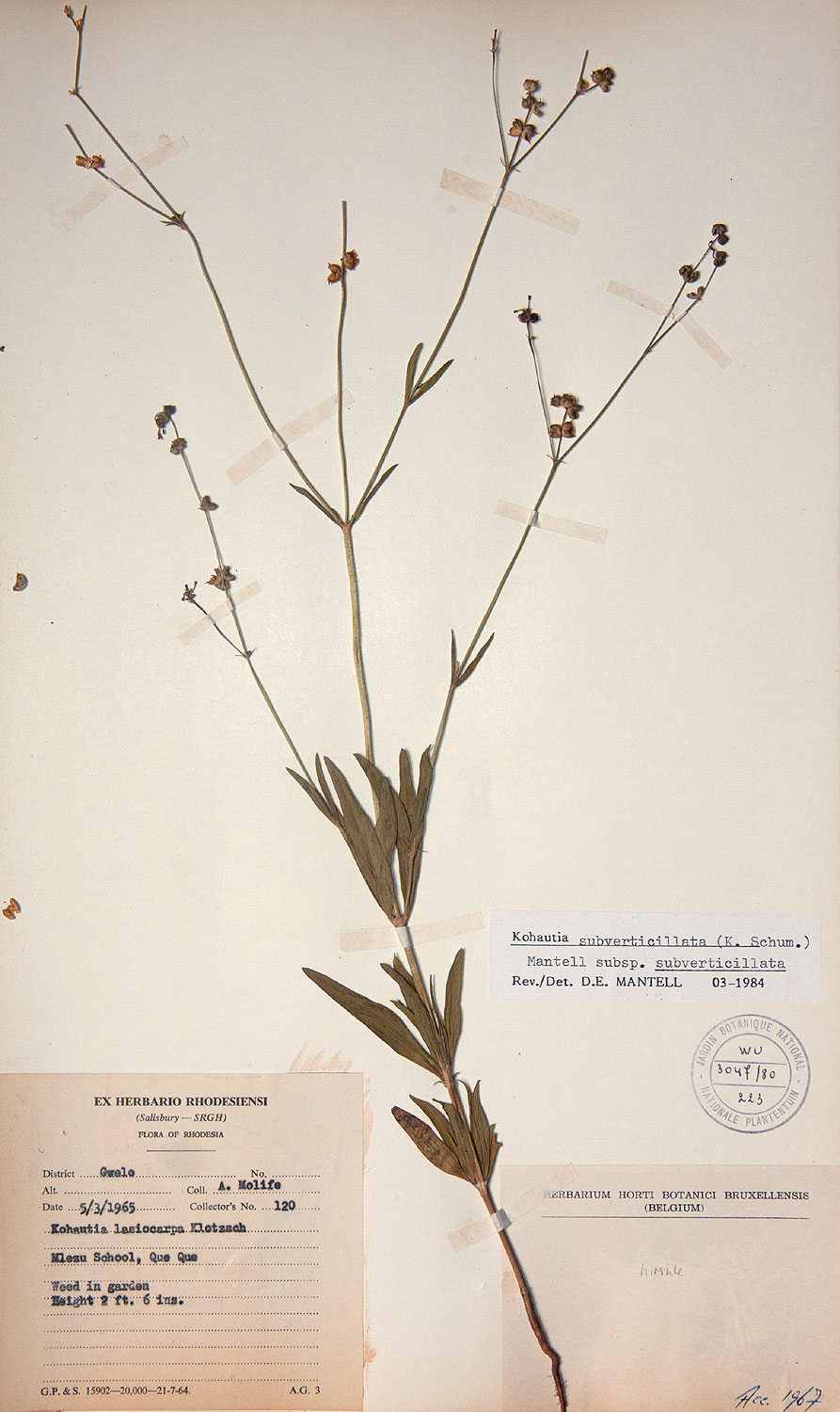 Kohautia subverticillata subsp. subverticillata