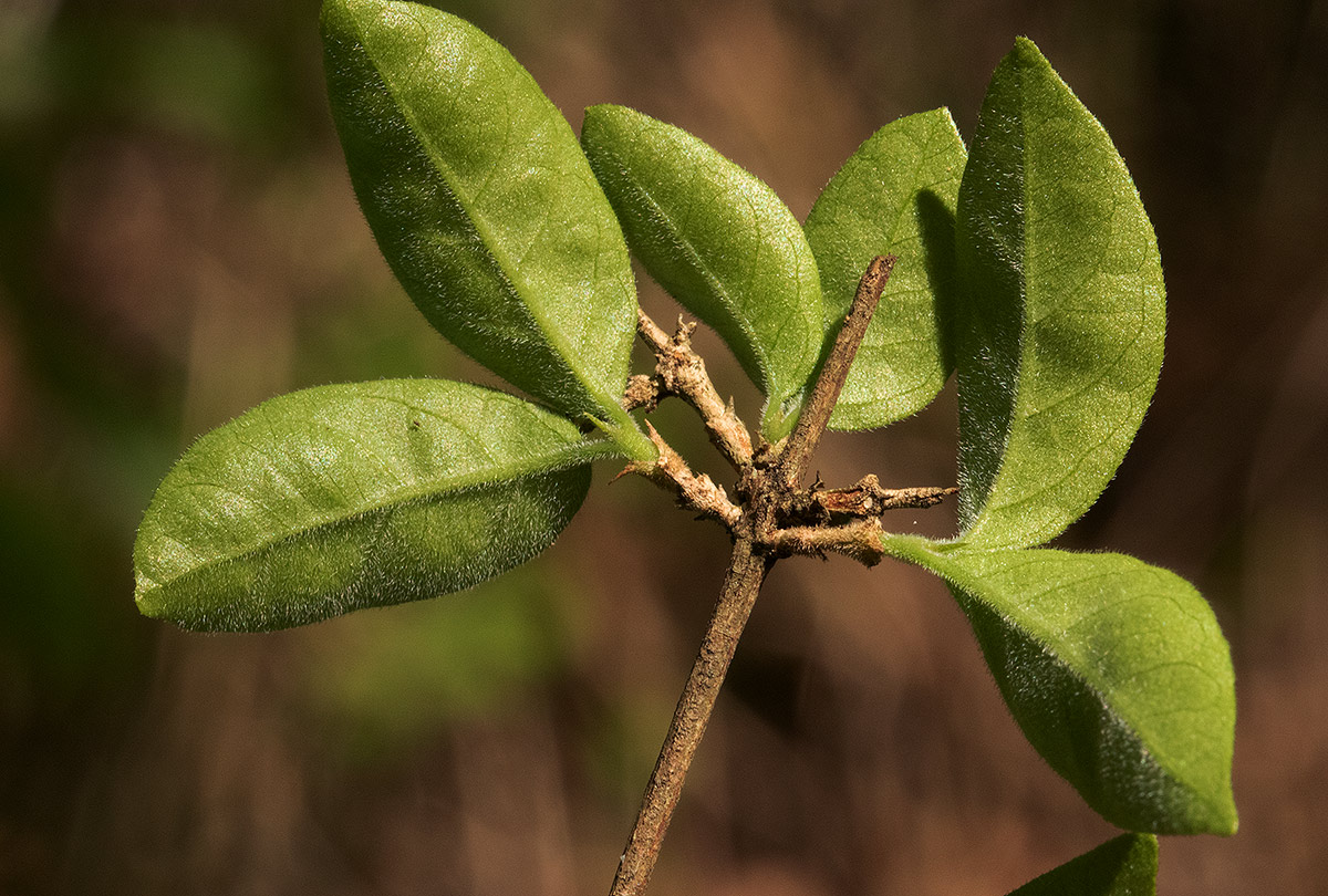 Empogona kirkii subsp. kirkii