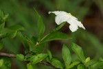 Heinsia crinita subsp. parviflora
