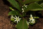 Vangueria pygmaea