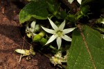 Vangueria pygmaea