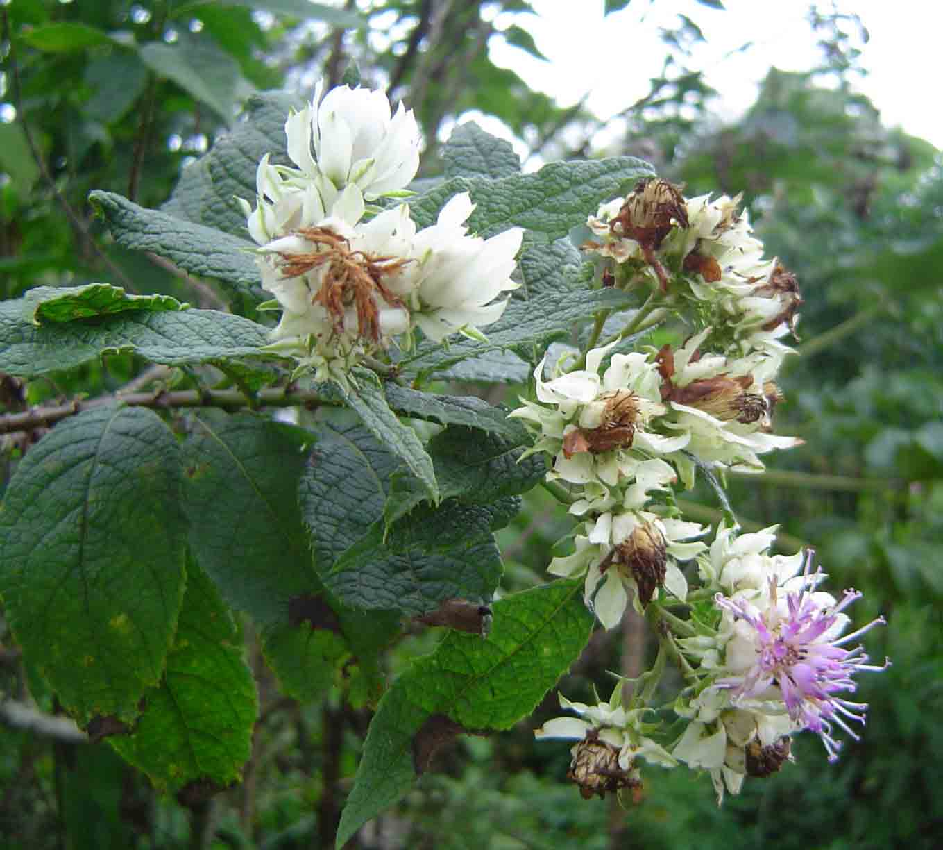 Vernonia calvoana subsp. meridionalis