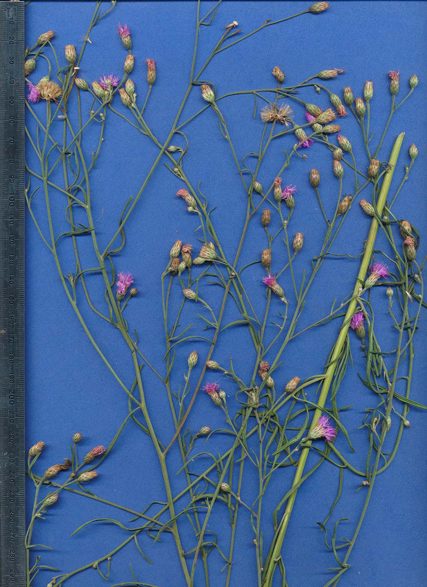 Vernonia poskeana subsp. poskeana