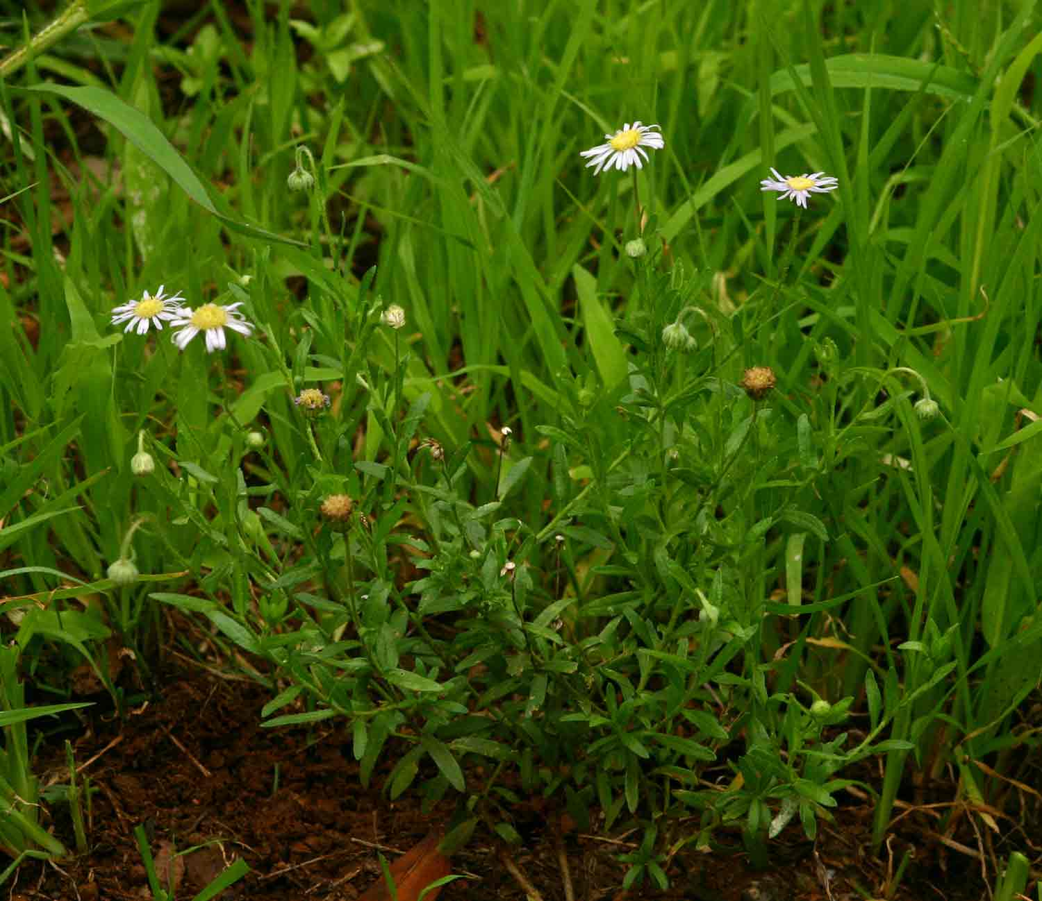 Felicia clavipilosa subsp. clavipilosa