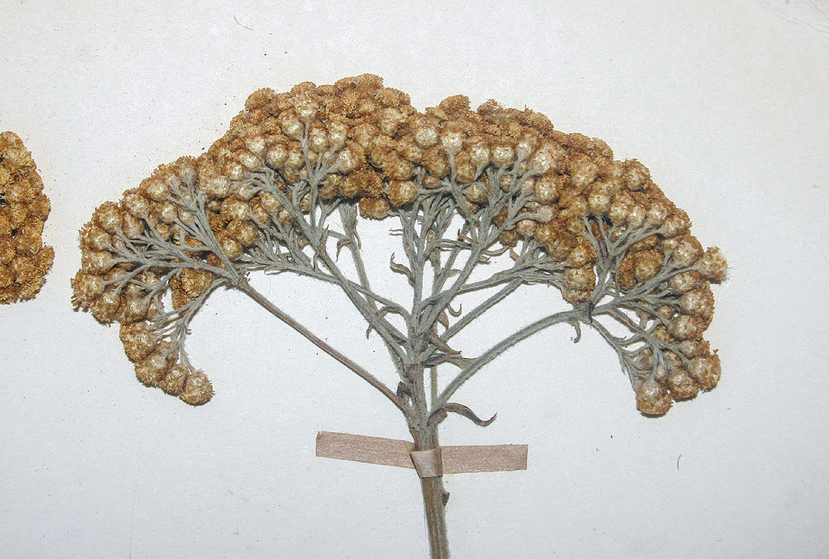 Helichrysum longiramum