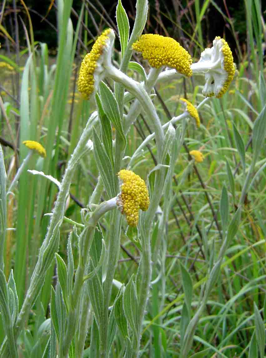 Helichrysum umbraculigerum