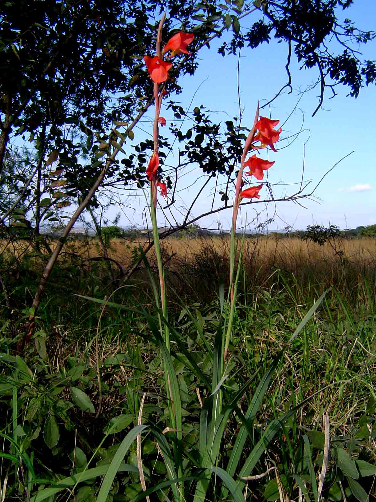 Gladiolus dalenii subsp. dalenii (red form)