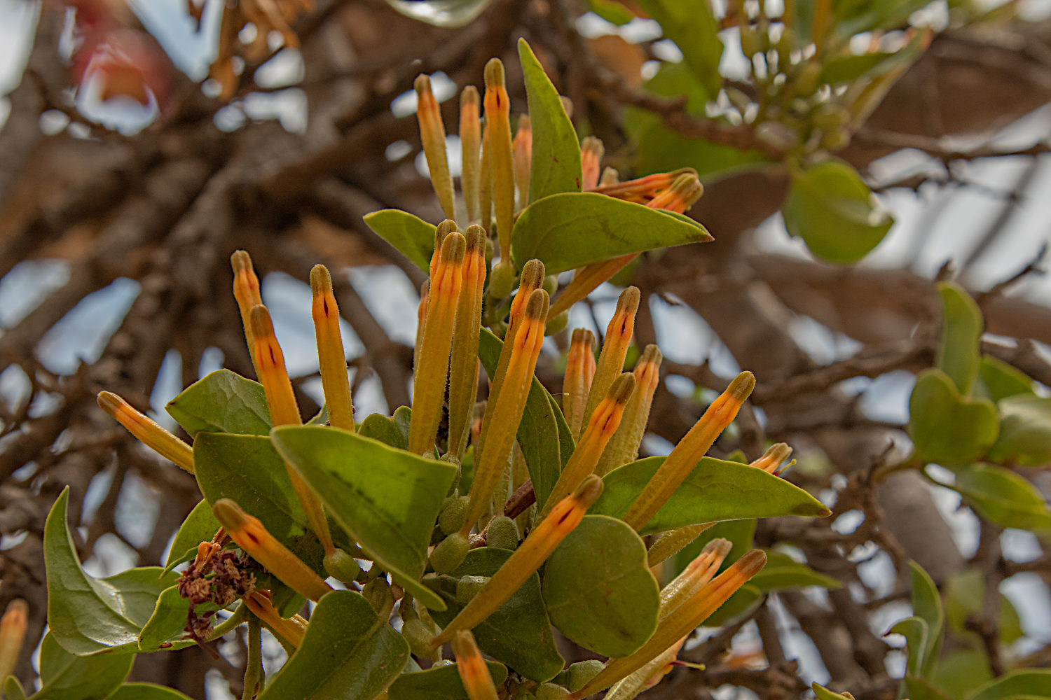 Agelanthus crassifolius