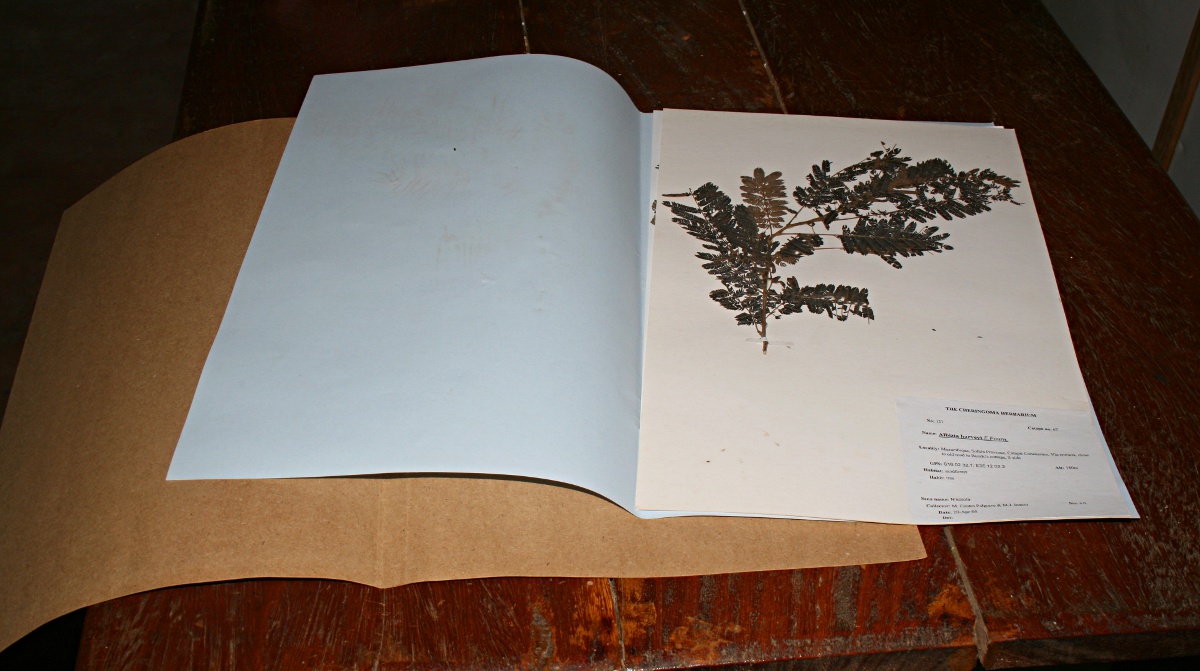 Sample herbarium sheet