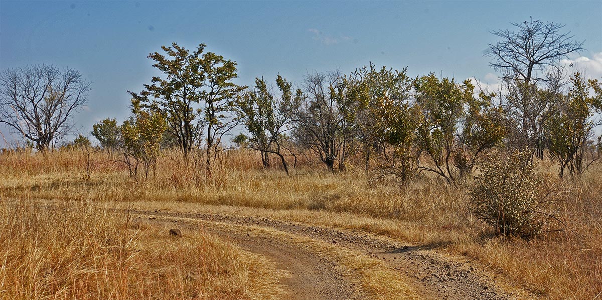 Wooded grassland, Livingstone Guest Farm
