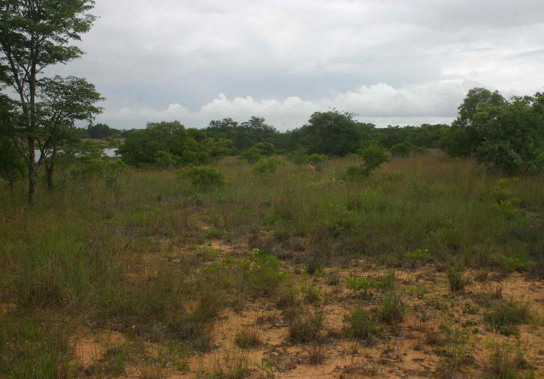 Open area, partly poor sandy soils and partly grassy vleis