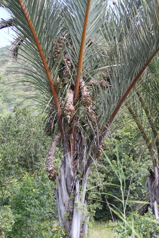 One of the Raffia palms <em>Raphia farinifera </em> along the road that mark the Nyabutaye dambo.