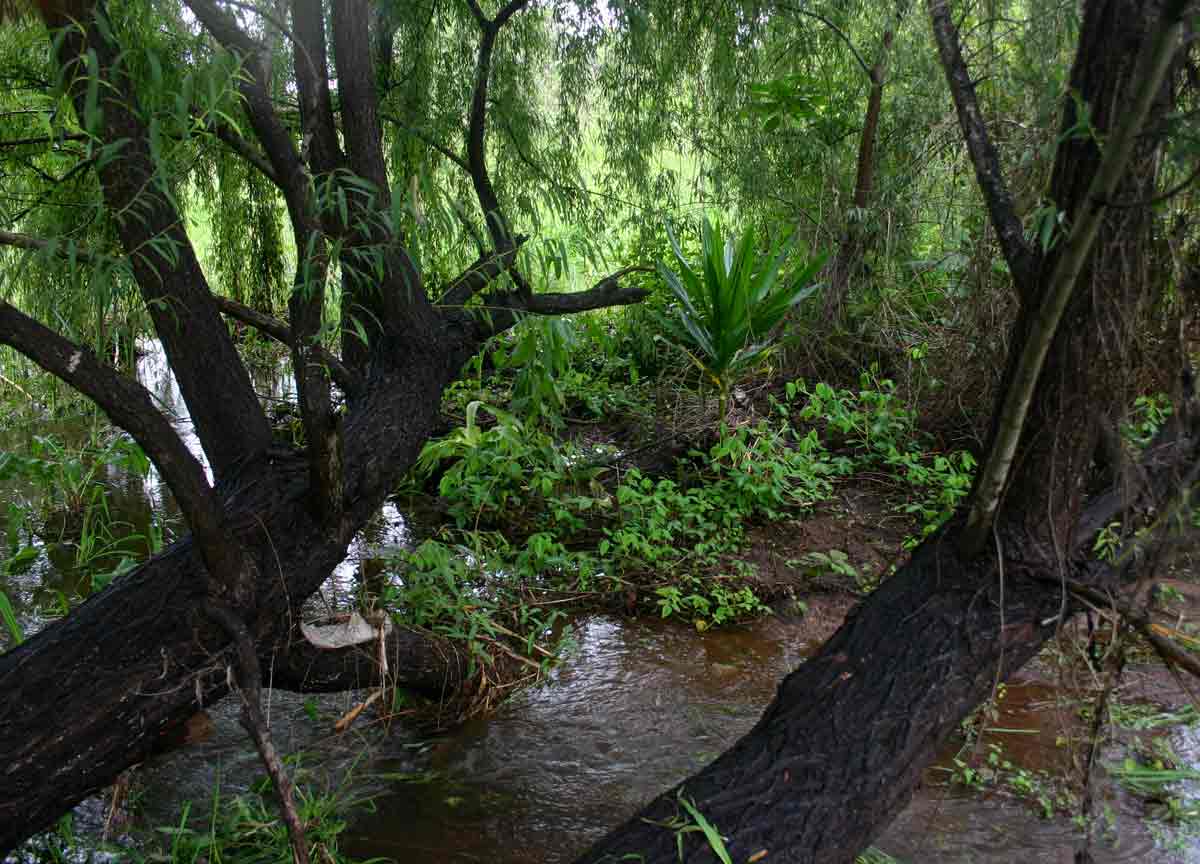 Stream below the dam, in very wet condition. One of the possibly naturalised specimens of <a href="species.php?species_id=114640">Dracaena steudneri</a> is visible in the picture.