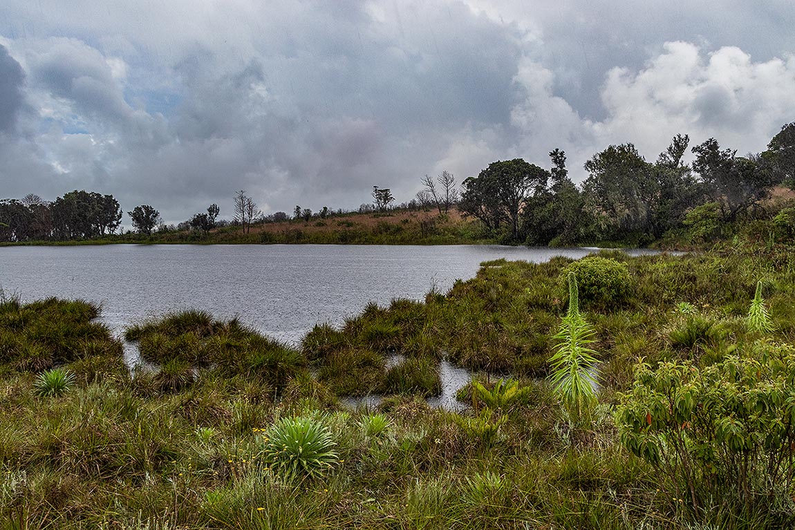 Lake Kaulime with Lobelia mildbraedii growing in the montane bogs.