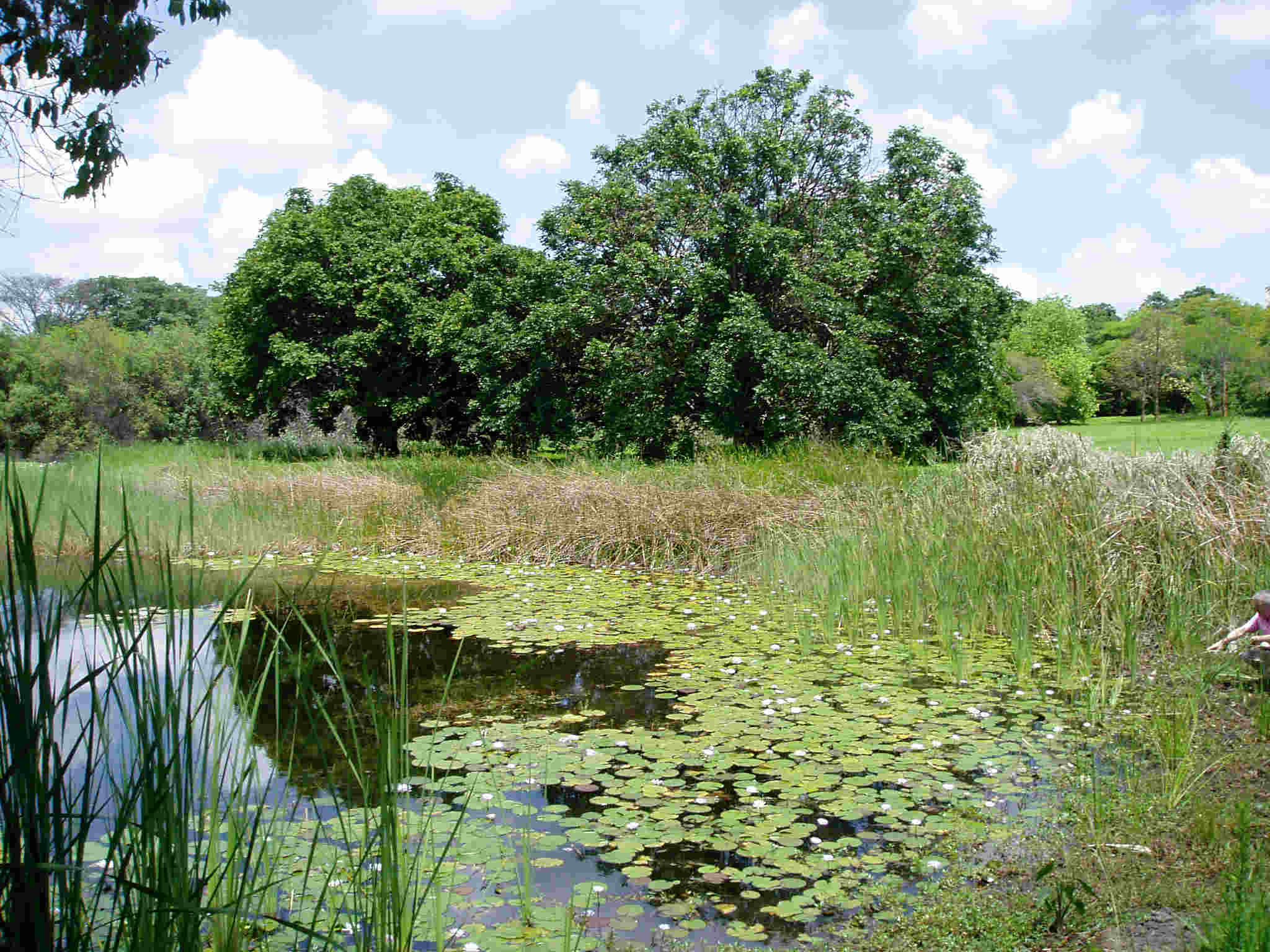 The Botanic Garden lake.