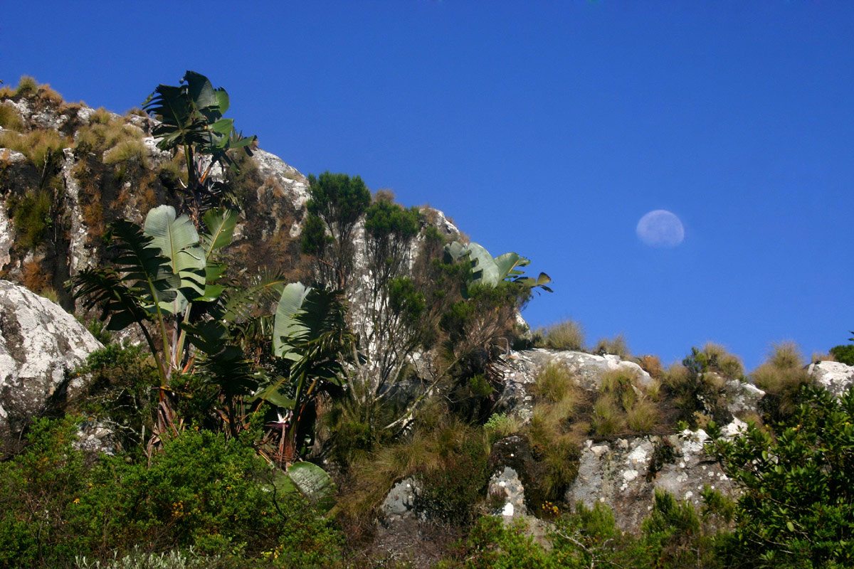 Moon rising over rocky upper reaches with Strelitzia and ericoid scrub