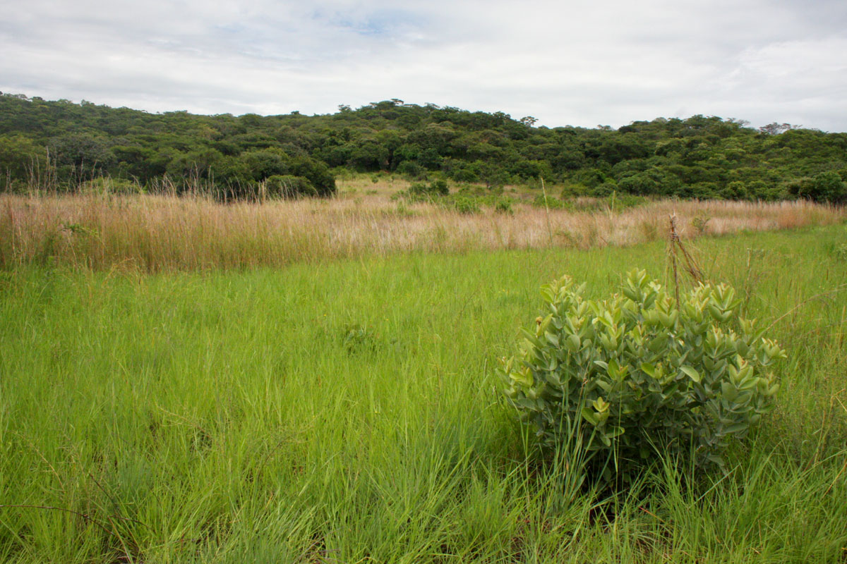 View towards the wettest part of the vlei with Eriosema englerianum in the foreground.