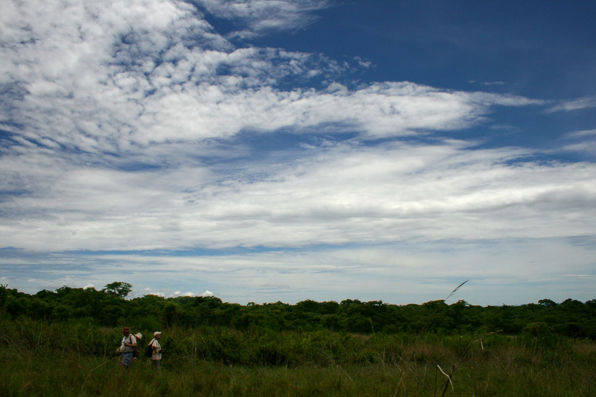 Zimbabwe Flora Team a work in the grasslands.