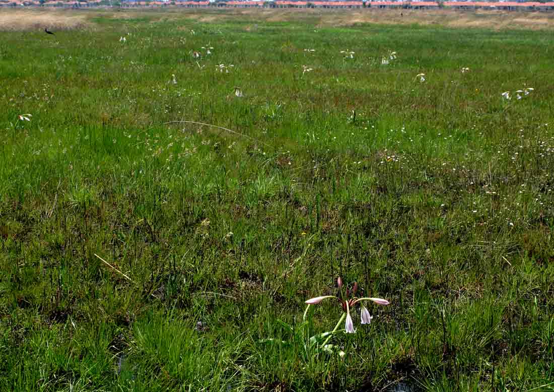 View over the Common of a wet part during the early Spring. Crinum macowanii plants may be seen.