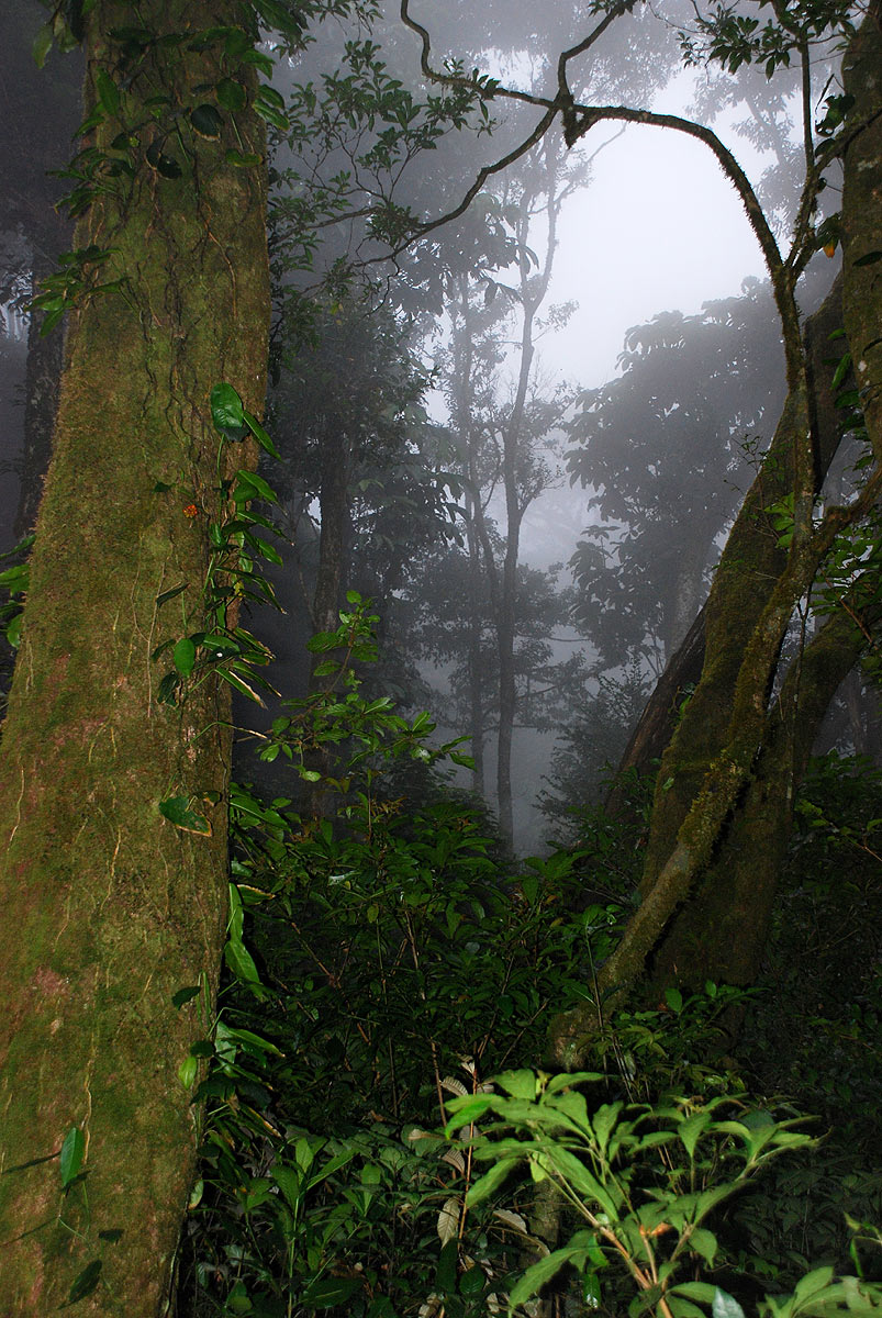 Dark misty forests still cover the higher slopes.