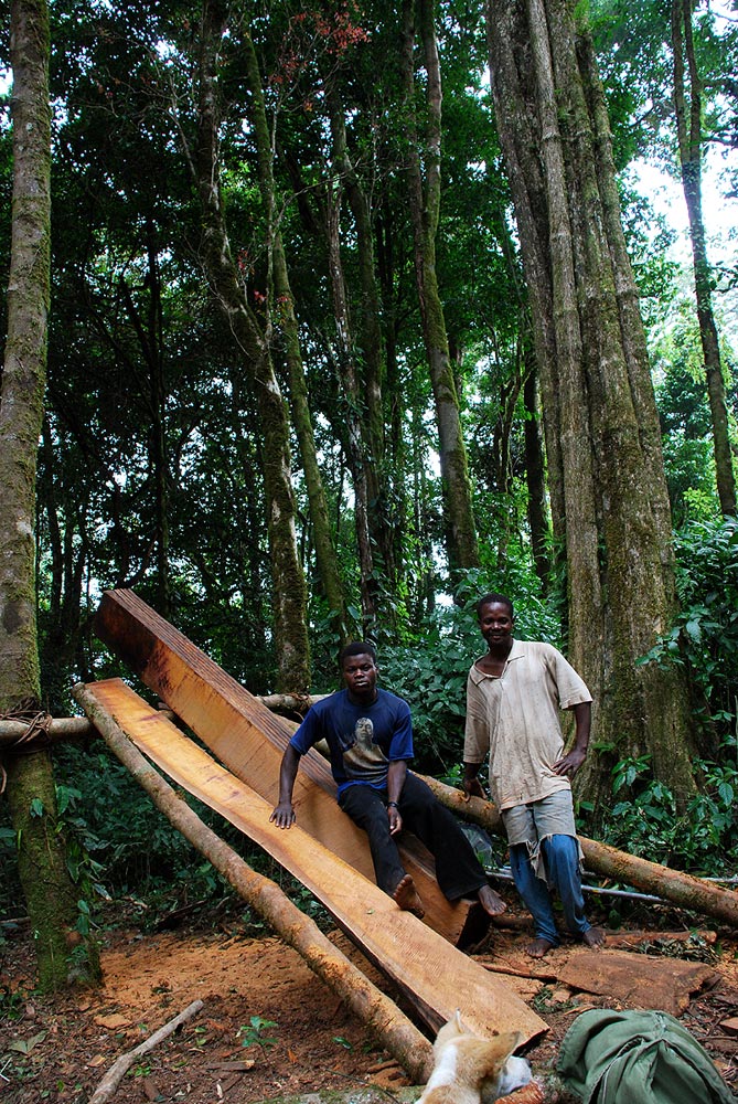 Artisanal logging in the montane forests below Namuli Peak.
