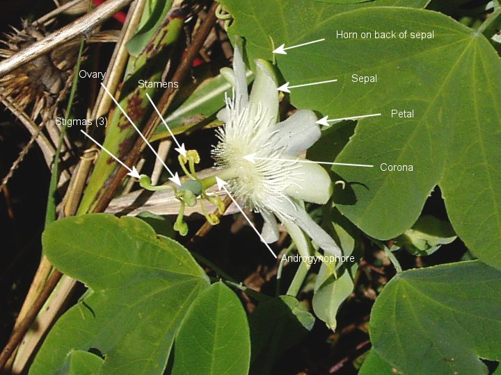 A flower of Passiflora subpeltata from Pleasant Valley Farm, Arcturus