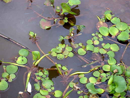 Limnobium laevigatum and E. crassipes, Miller's Creek, Lake Chivero, 2006. Both species seem to be in their 'pioneer' phase when they are growing rapidly and can disperse easily. Note the swollen petiole in the crassipes plant in the lower right corner, which is typical at this stage.