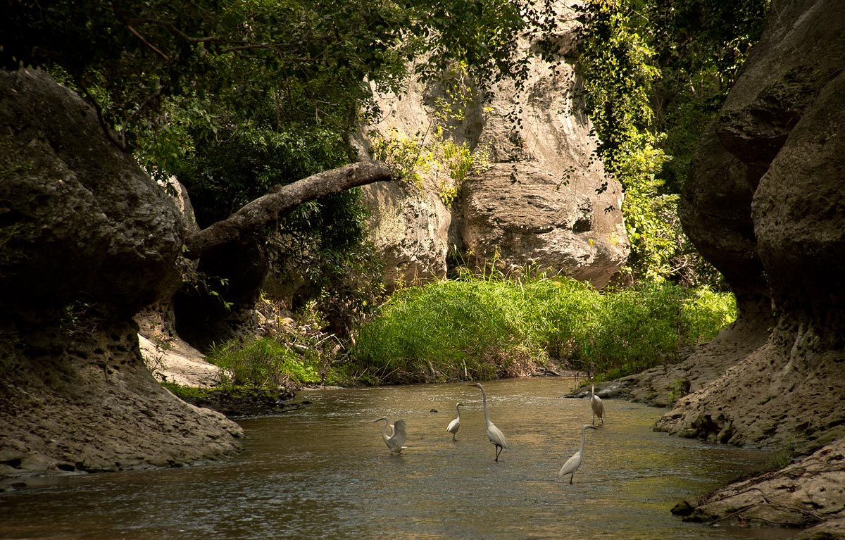 Egrets foraging in the shallow waters of the Mueredzi River