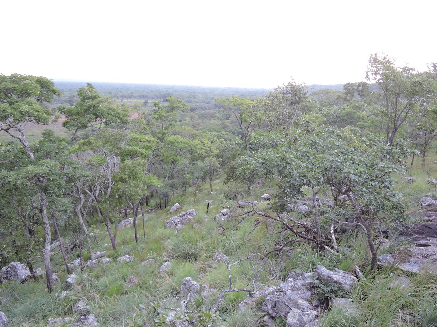 Namutoya wooded rocky hills. Habitat: Rocky miombo woodland. Location: Namutoya area, Serenje District, Central Province.