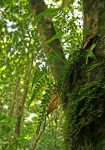 Asplenium sulcatum