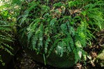 Asplenium dregeanum